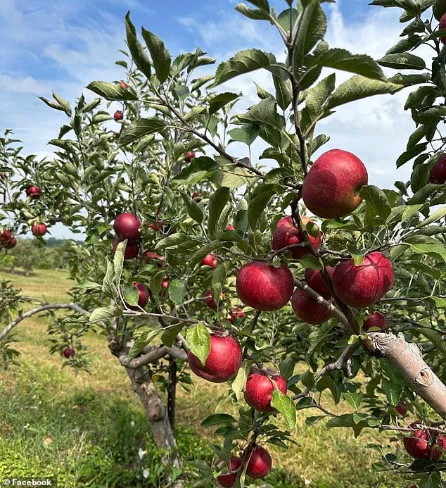 Ohio Orchard Goes Viral After Calling Out Family for Smuggling $300 Worth of Apples