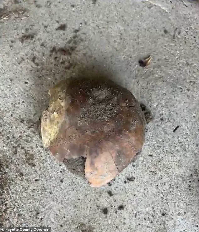 Ancient Skull Discovery Along Indiana's Whitewater River Offers Insight Into Prehistoric Life and Raises Legal and Archaeological Questions