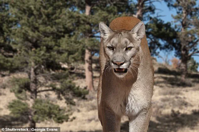 Medical Assistant Killed by Mountain Lion in Colorado: Community Mourns as Details of Tragic Attack Emerge
