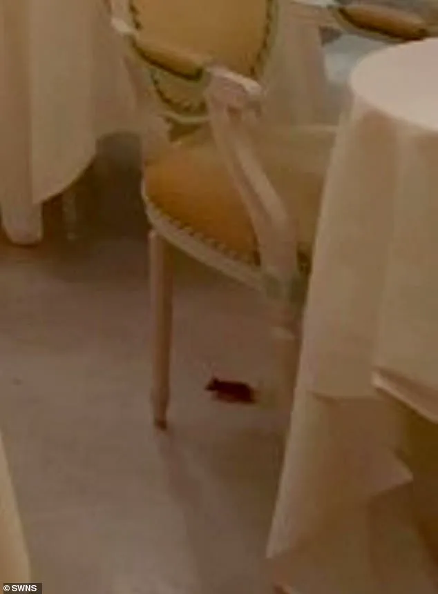 Ritz London Launches Internal Investigation After Mouse Incident Disrupts Afternoon Tea Service
