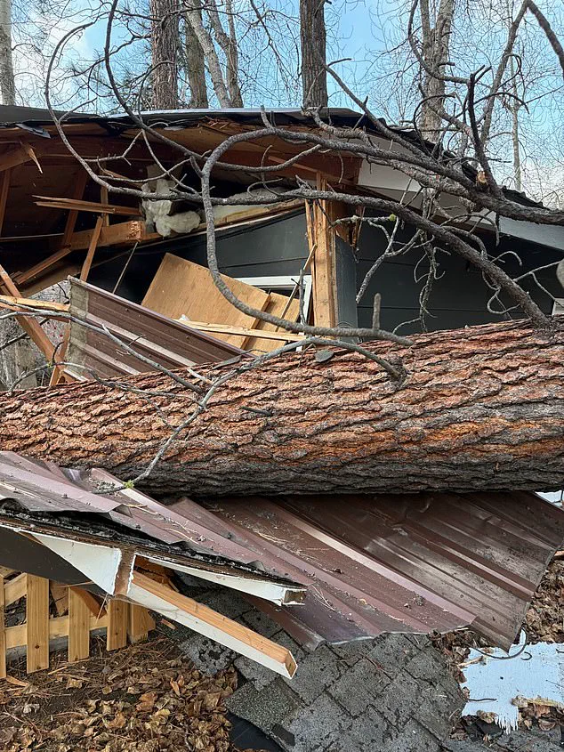 Century-Old Montana Pines Endure the Winter of 2025
