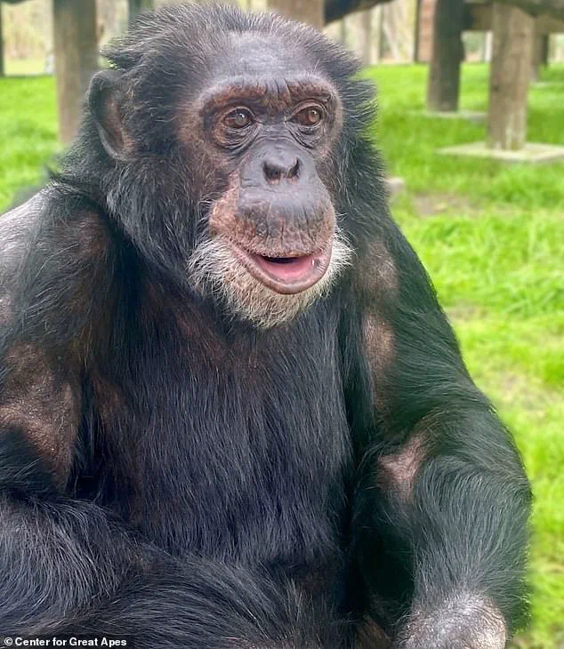 Behind Closed Doors: The Hidden Retirement of Michael Jackson's Former Sidekick, Bubbles the Chimpanzee