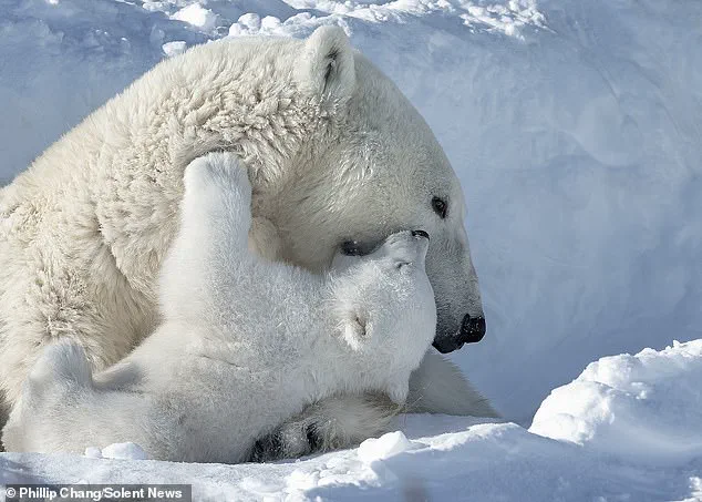 Heartwarming Scene: Polar Bear Cubs and Mother in Arctic Churchill Captured by Photographer Phillip Chang