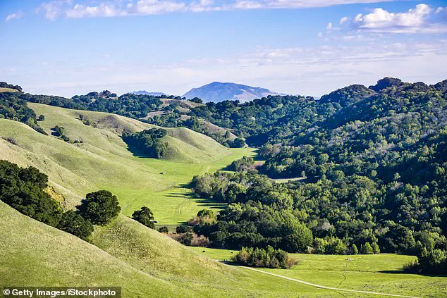 Urgent Public Health Advisories Issued After Surge in Wild Mushroom Poisoning Cases in Northern California