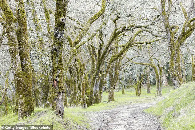 Urgent Public Health Advisories Issued After Surge in Wild Mushroom Poisoning Cases in Northern California