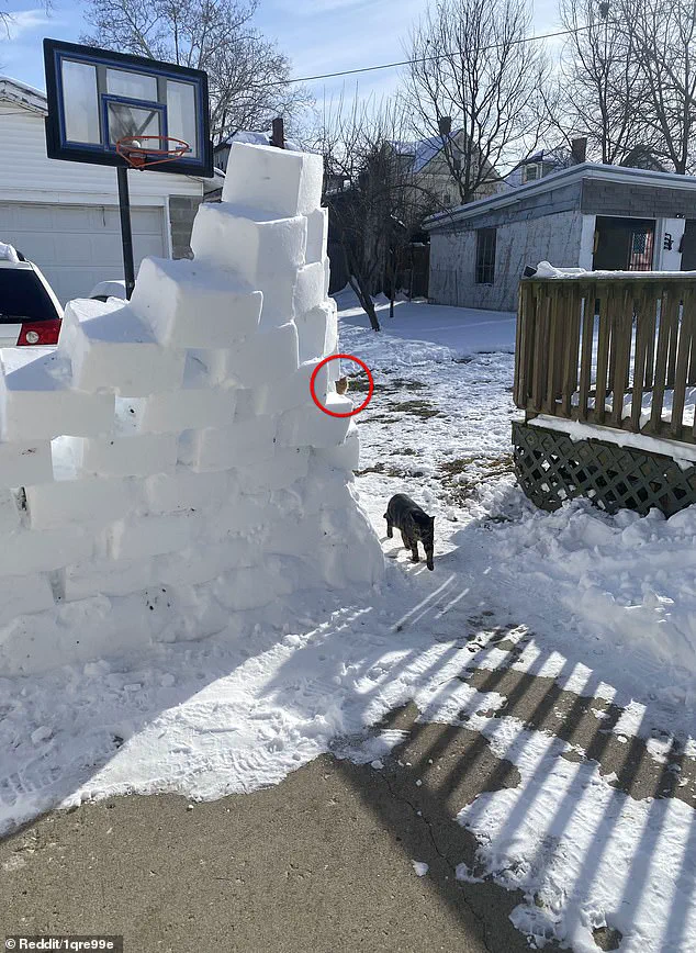 Viral Reddit Puzzle Challenges Netizens to Spot Elusive Orange Cat in Snowy Backyard
