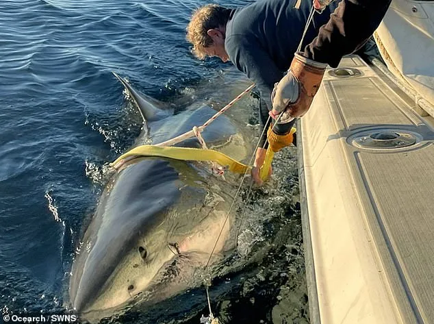 13.8-Foot Great White Shark 'Contender' Spotted Near Cape Fear, Raising Questions About Migration Patterns