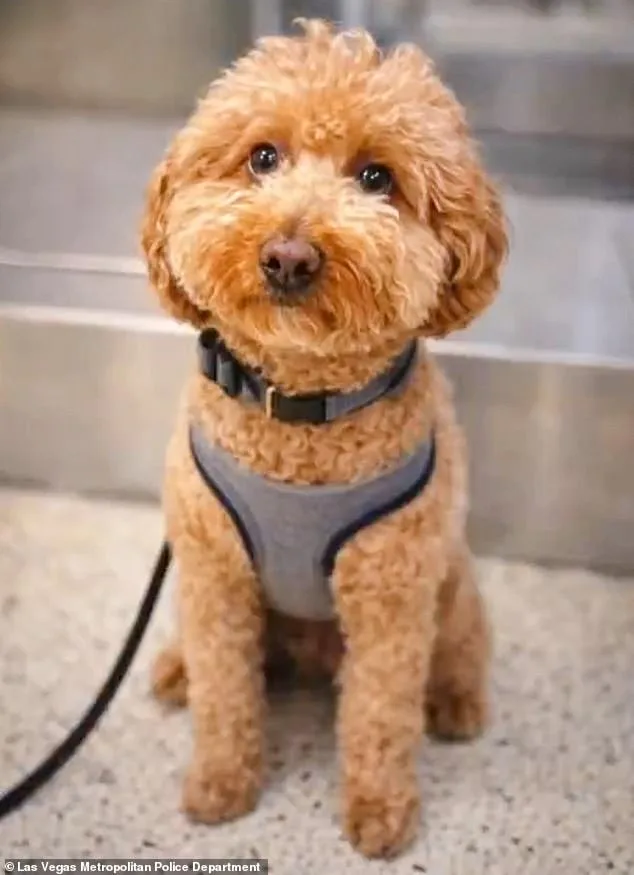 Cold-hearted woman arrested after abandoning puppy at Nevada airport