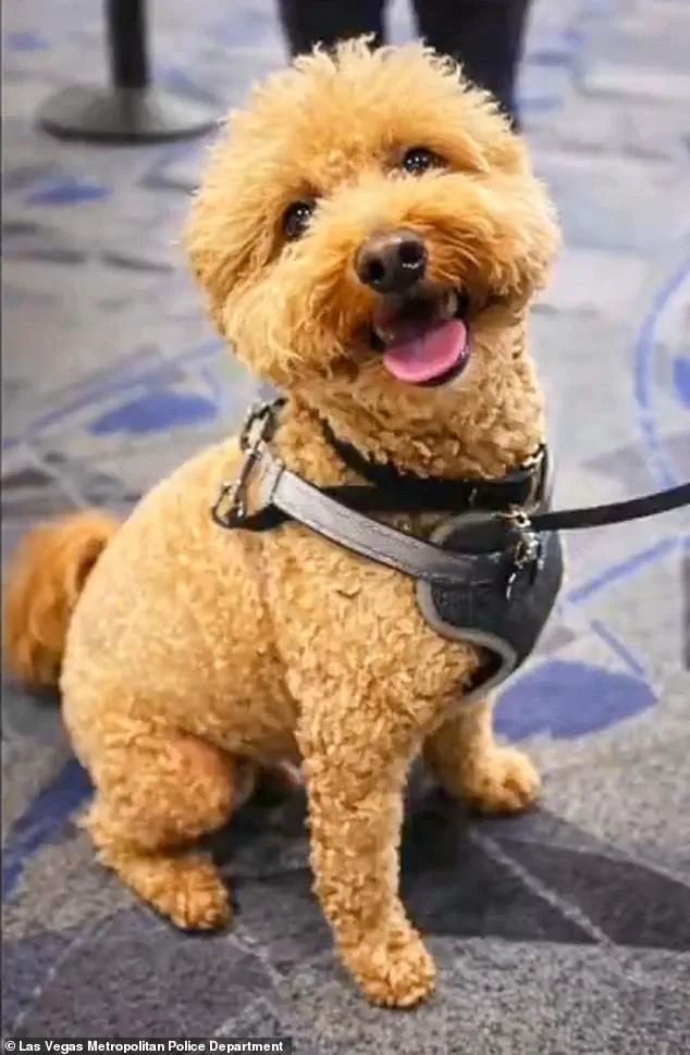 Cold-hearted woman arrested after abandoning puppy at Nevada airport