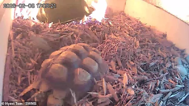 Flaming Lamp Triggers Terrifying Fire Escape for Elderly Tortoise, Sparks Safety Concerns
