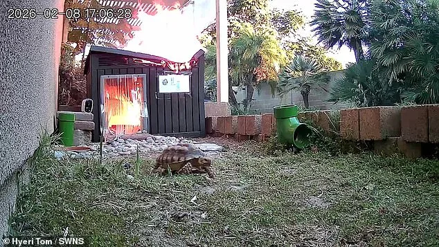 Flaming Lamp Triggers Terrifying Fire Escape for Elderly Tortoise, Sparks Safety Concerns