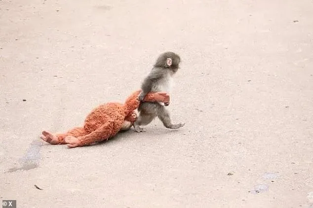 Six-Month-Old Macaque Punch Forms Deep Bond with Plush Orangutan, Capturing Global Attention