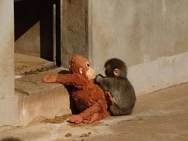 Six-Month-Old Macaque Punch Forms Deep Bond with Plush Orangutan, Capturing Global Attention
