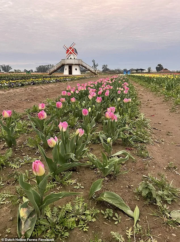Viral TikTok Video Triggers Chaos at Dutch Hollow Farms, Leaving Owner in Ruin