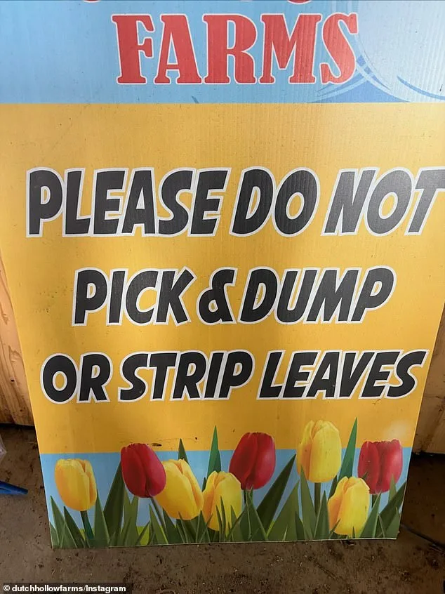 Viral TikTok Video Triggers Chaos at Dutch Hollow Farms, Leaving Owner in Ruin