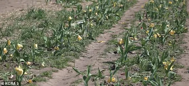 Viral TikTok Video Triggers Chaos at Dutch Hollow Farms, Leaving Owner in Ruin
