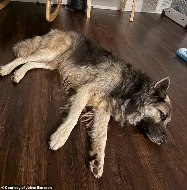Abandoned Husky's Heartbreaking Journey in Arizona Desert After Owners' Deportation