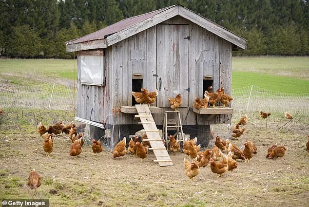 Bizarre Stabbing in West Virginia Chicken Coop Ignites Legal and Community Debate