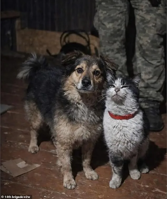 Ukrainian Drone Executes Daring Rescue, Saves Cat and Dog from Frontlines Near Kupyansk
