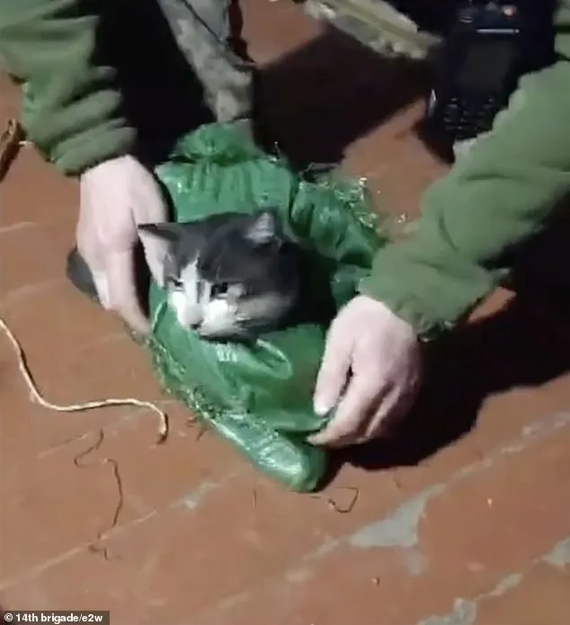 Ukrainian Drone Executes Daring Rescue, Saves Cat and Dog from Frontlines Near Kupyansk