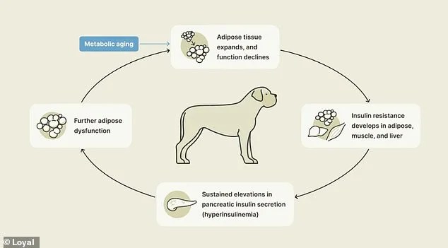 Canine Study Offers Hope for Longer Lives