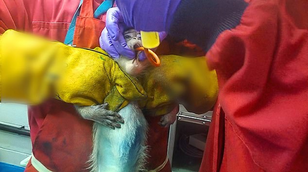 Filmed in UK labs, monkeys endure extreme distress testing weight-loss drugs.
