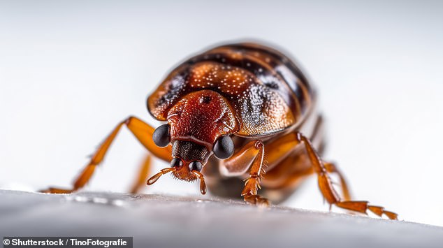 Florida Tourist Sues Disney Over Bed Bugs Causing Severe Pain