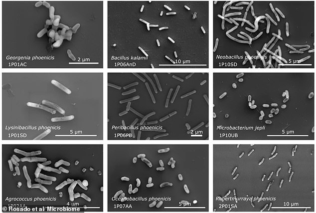 Resilient Fungus Survives Mars Conditions, Threatening Interplanetary Contamination