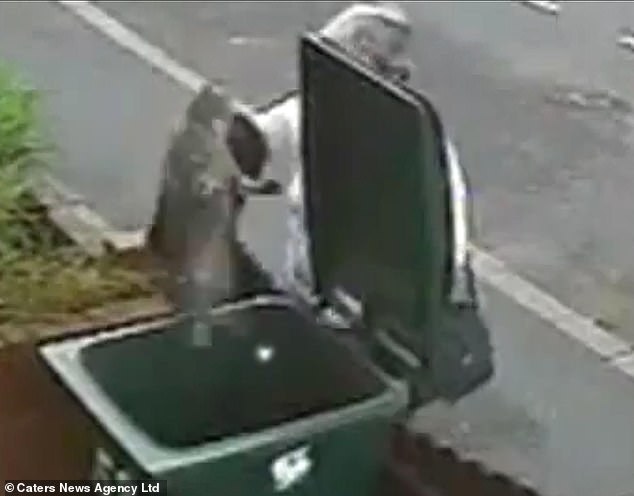 Woman Flings Cat Into Bin Goes Viral And Is Never Heard From Again